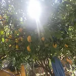 Il Giardino Nascosto
