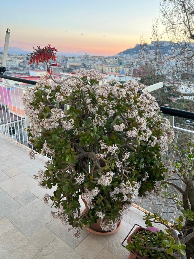 Sunrise Sweet * Naples