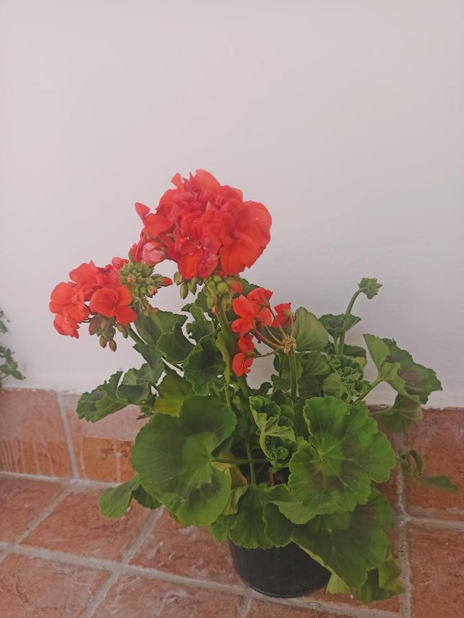 La Terrazza Delle Fate Guest house