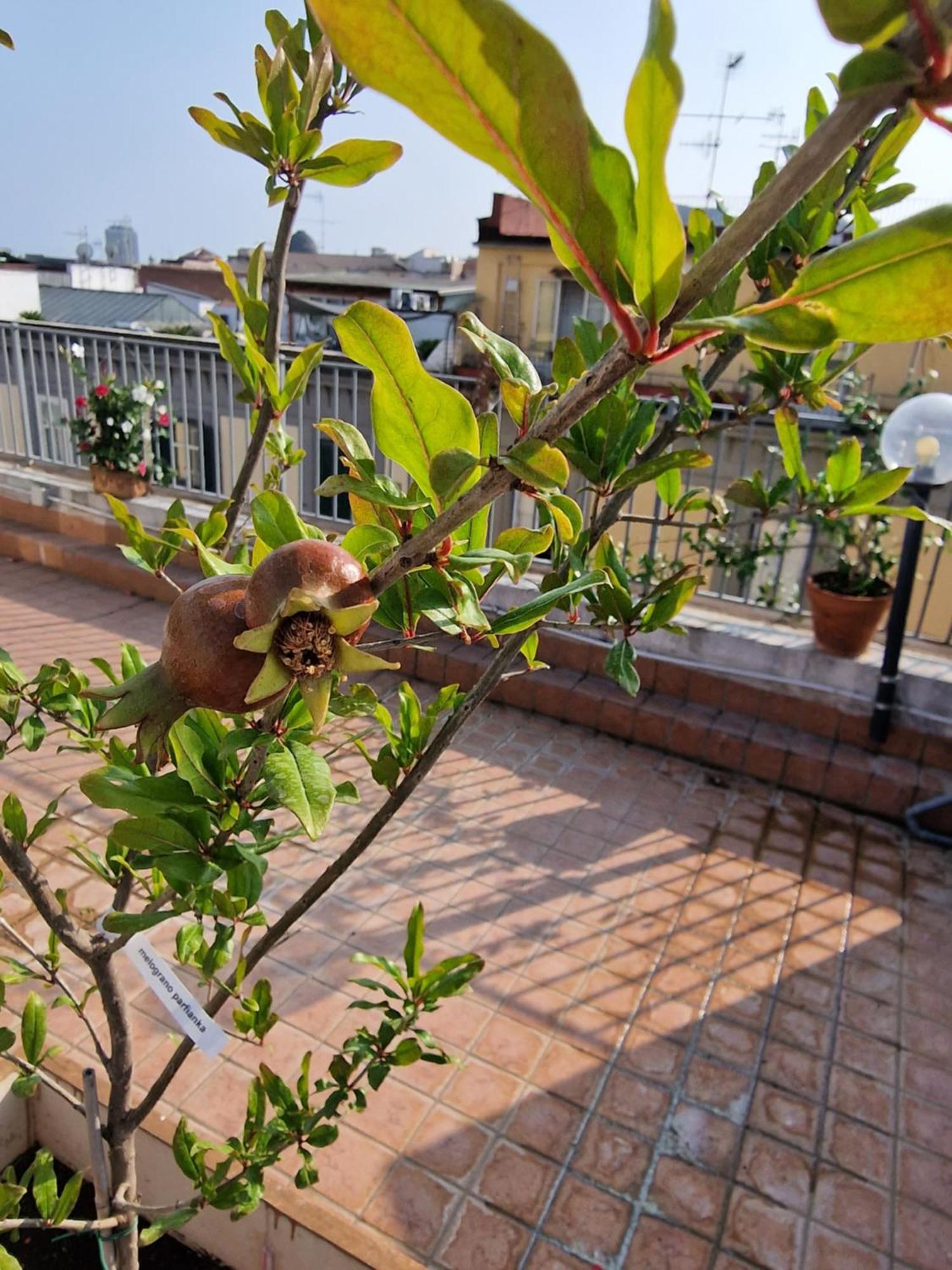 La Terrazza Delle Fate *