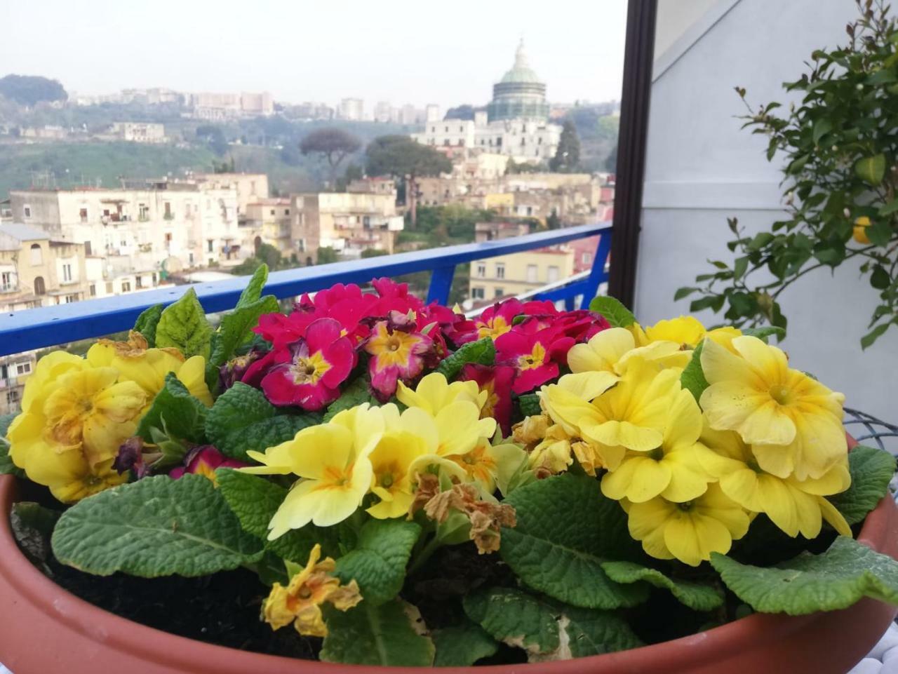Di Palma Museum Guest house