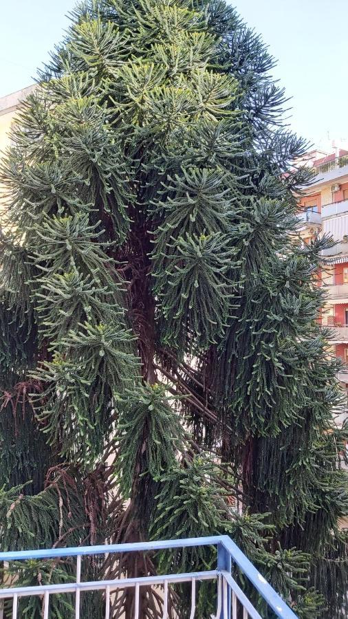 La Casa Del Cedro * Naples