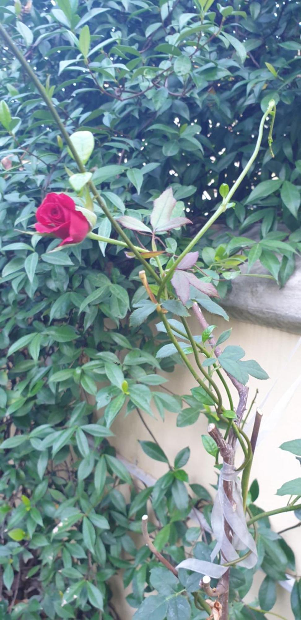 Relais Montedonzelli Bed & Breakfast 2*