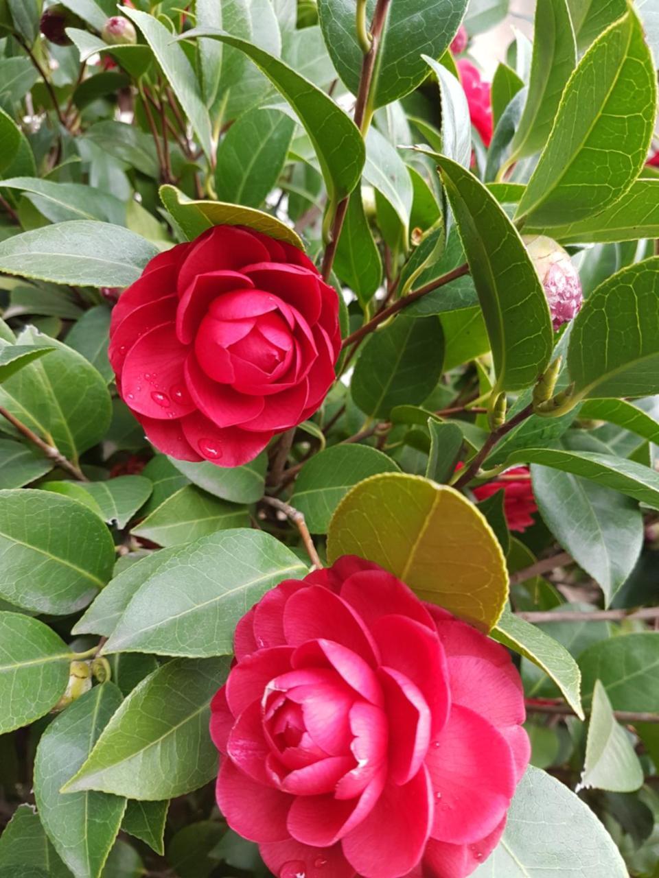Il Giardino Di Vico Neve Bed & Breakfast