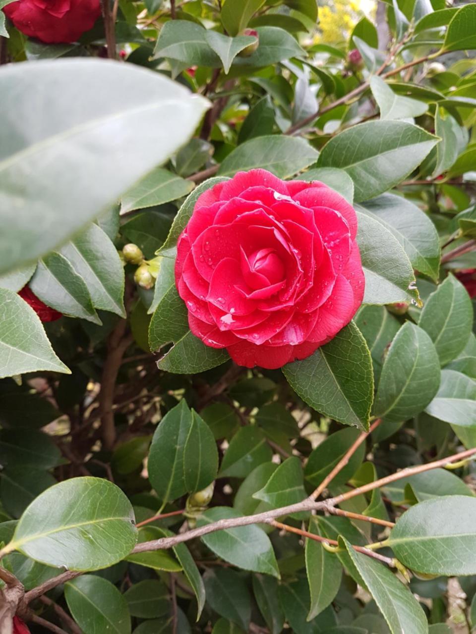 Il Giardino Di Vico Neve 3* Naples