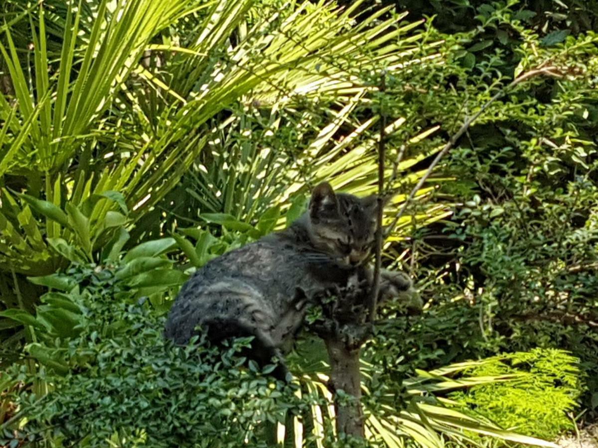 Il Giardino Di Vico Neve 3* Naples
