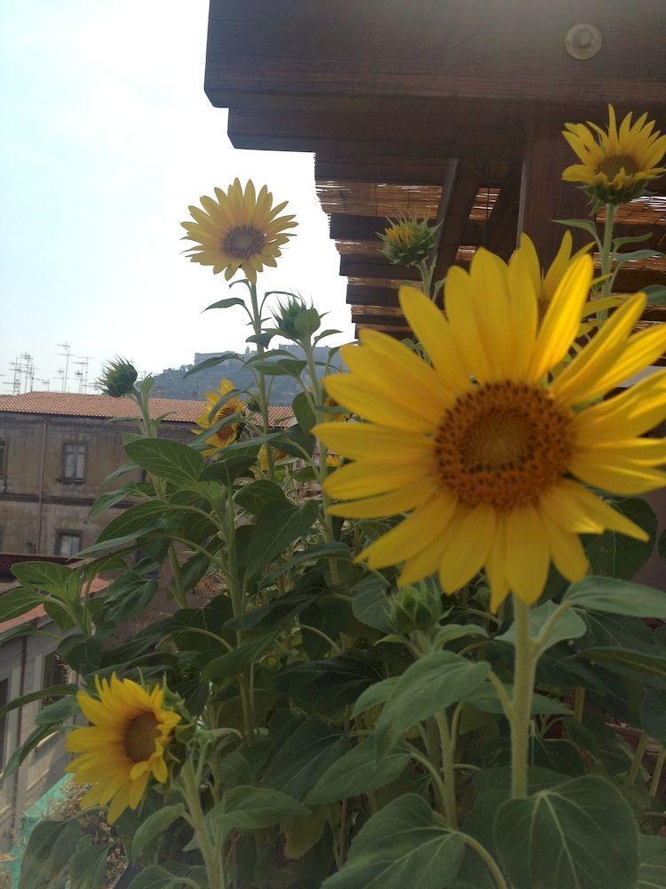 Le Terrazze Di Neapolis 3*