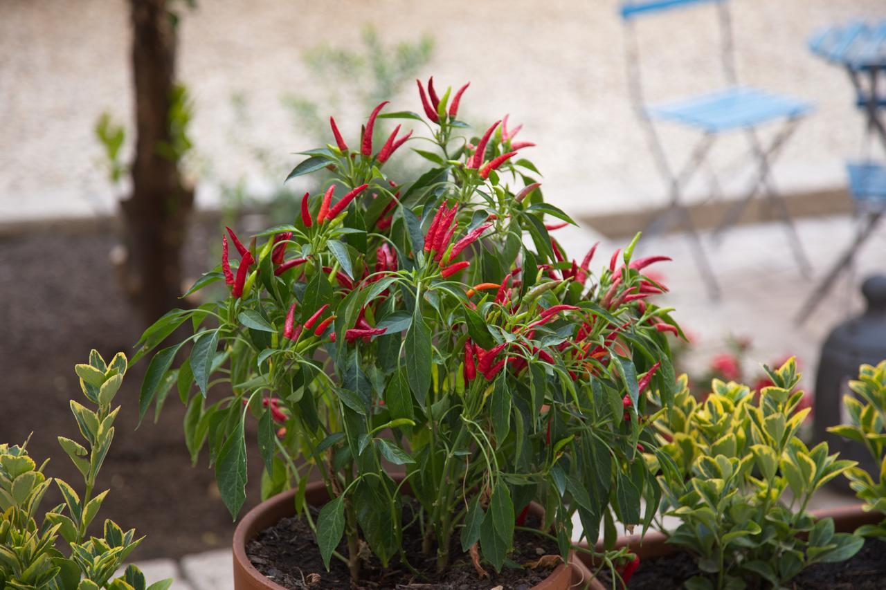 Bed & Breakfast Borgo Vergini Garden