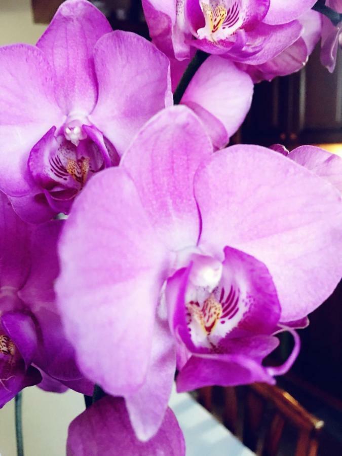 Orchidea By Dimorra * Naples