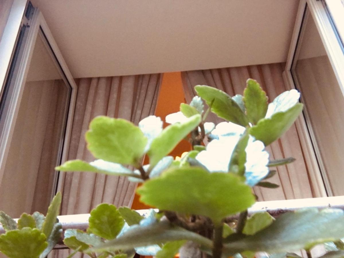 Guest house Maria